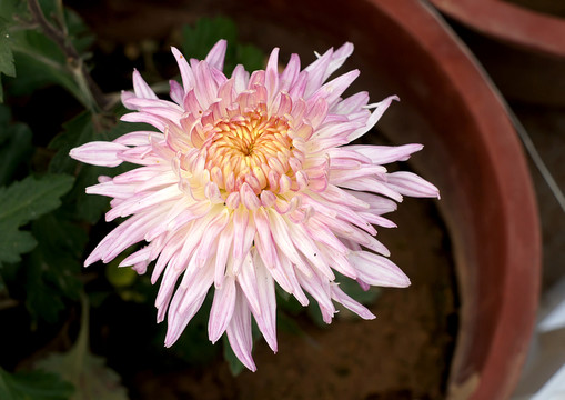 菊花
