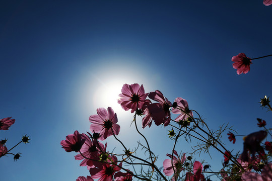 花卉