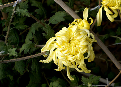 菊花