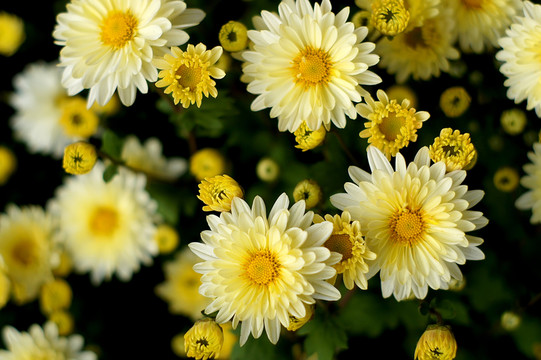 菊花