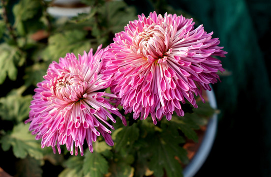 菊花