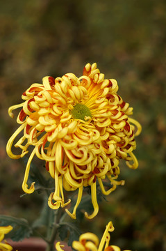菊花