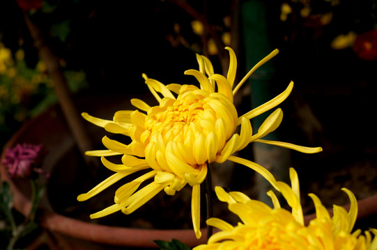 菊花