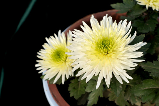 菊花