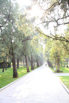 林間路