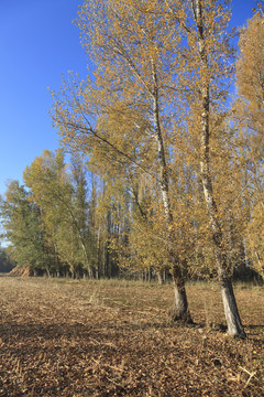 樹林