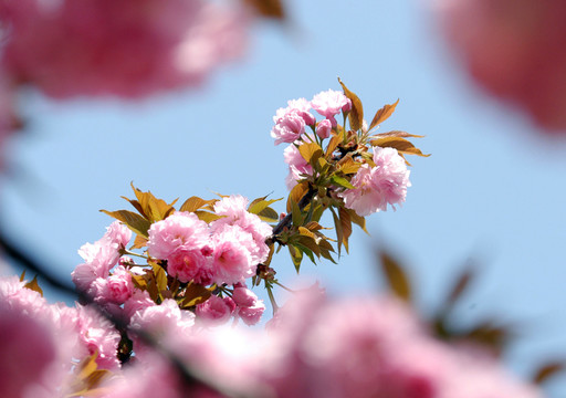 櫻花