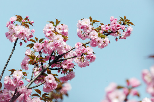 櫻花