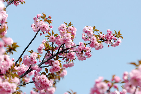 櫻花