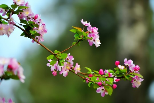 唯美清新海棠花