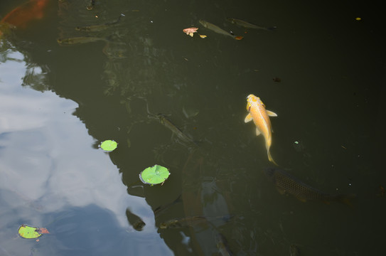 魚塘