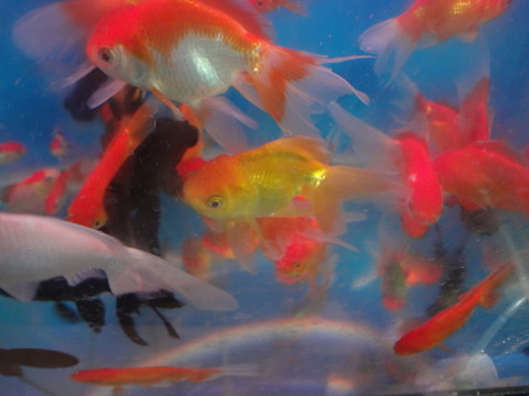 金魚(yú)