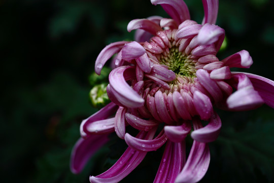 秋菊
