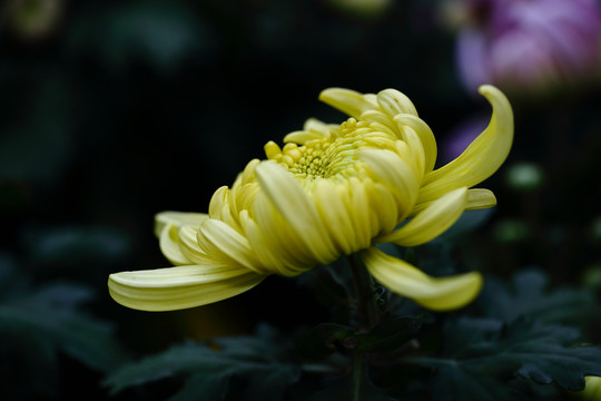 秋菊