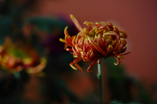 秋菊