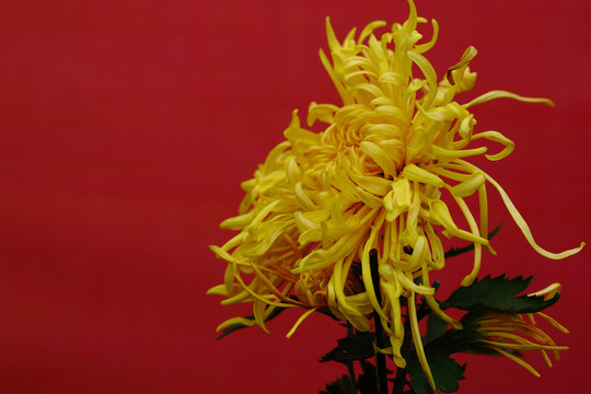 秋菊