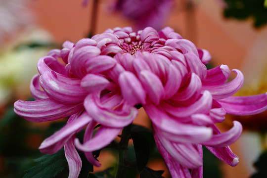 秋菊