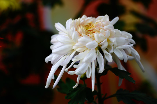 秋菊
