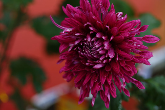 秋菊