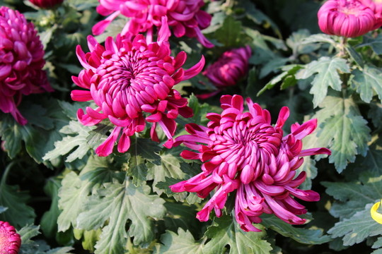 菊展 菊花