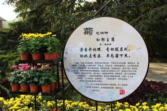 園林園藝 菊花展
