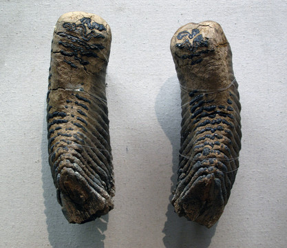猛犸象 東北野牛臼齒
