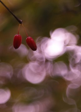 山茱萸的果實
