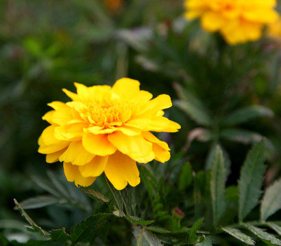 黃花