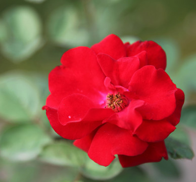 紅色月季花