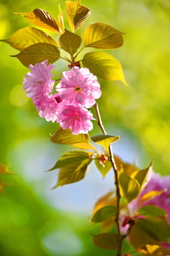 櫻花爛漫