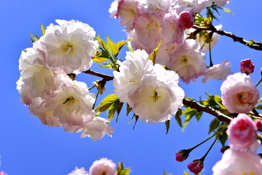 櫻花爛漫