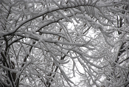 雪景