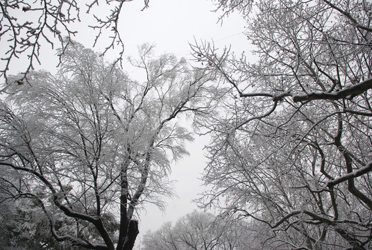 雪景