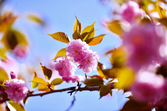 櫻花爛漫