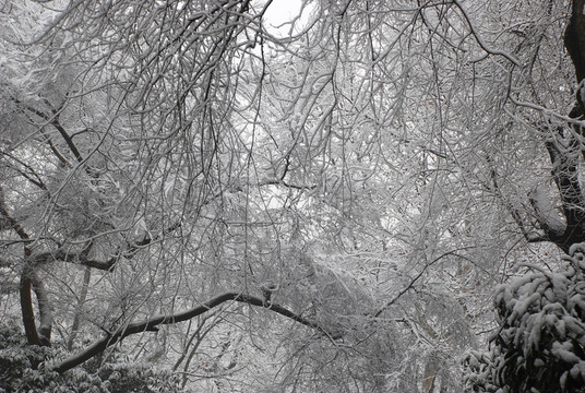 雪景