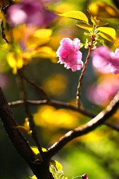 櫻花爛漫