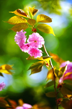 櫻花爛漫