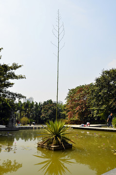 鐵樹