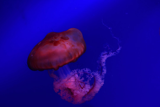 水母