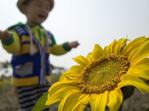 孩子和向日葵