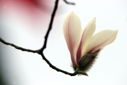 玉蘭花
