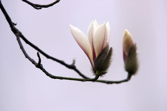 玉蘭花