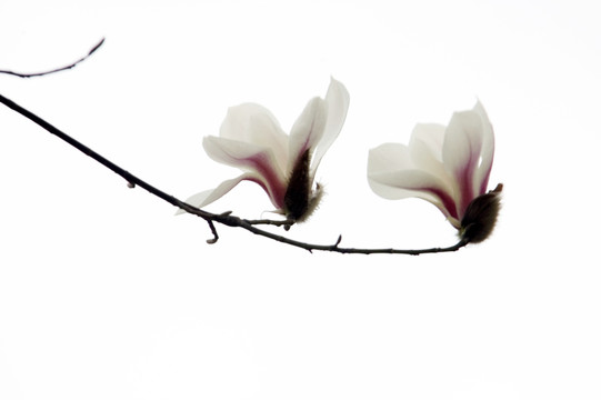 玉蘭花