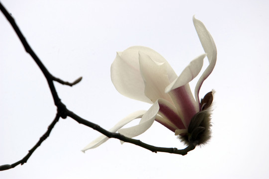 玉蘭花