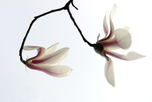 玉蘭花