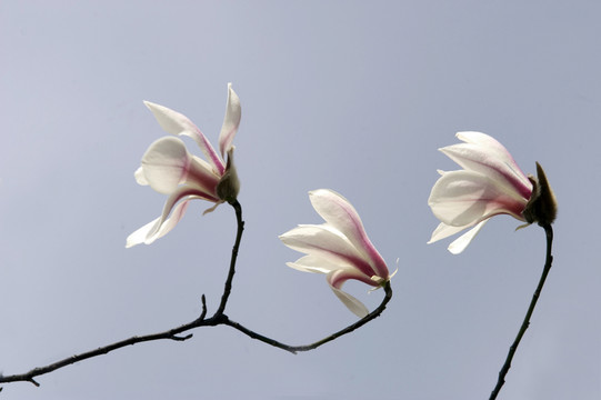 玉蘭花