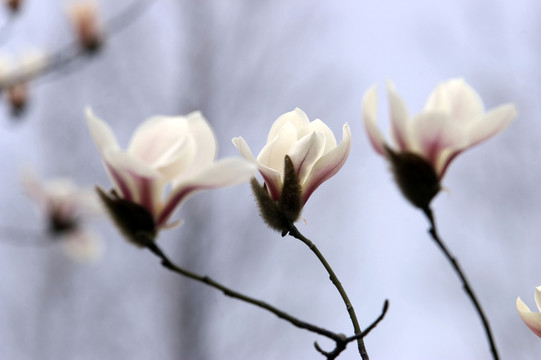 玉蘭花