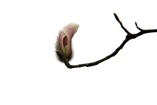 玉蘭花