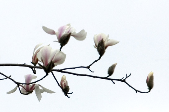 玉蘭花