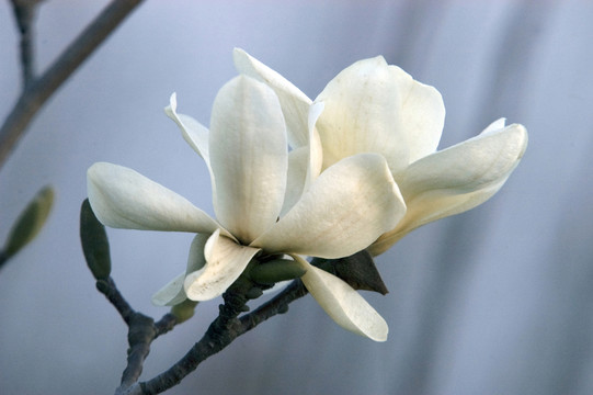 玉蘭花